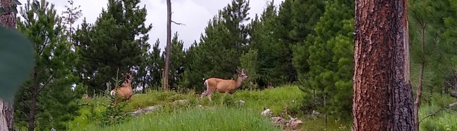 Elk by Black Elk Peak