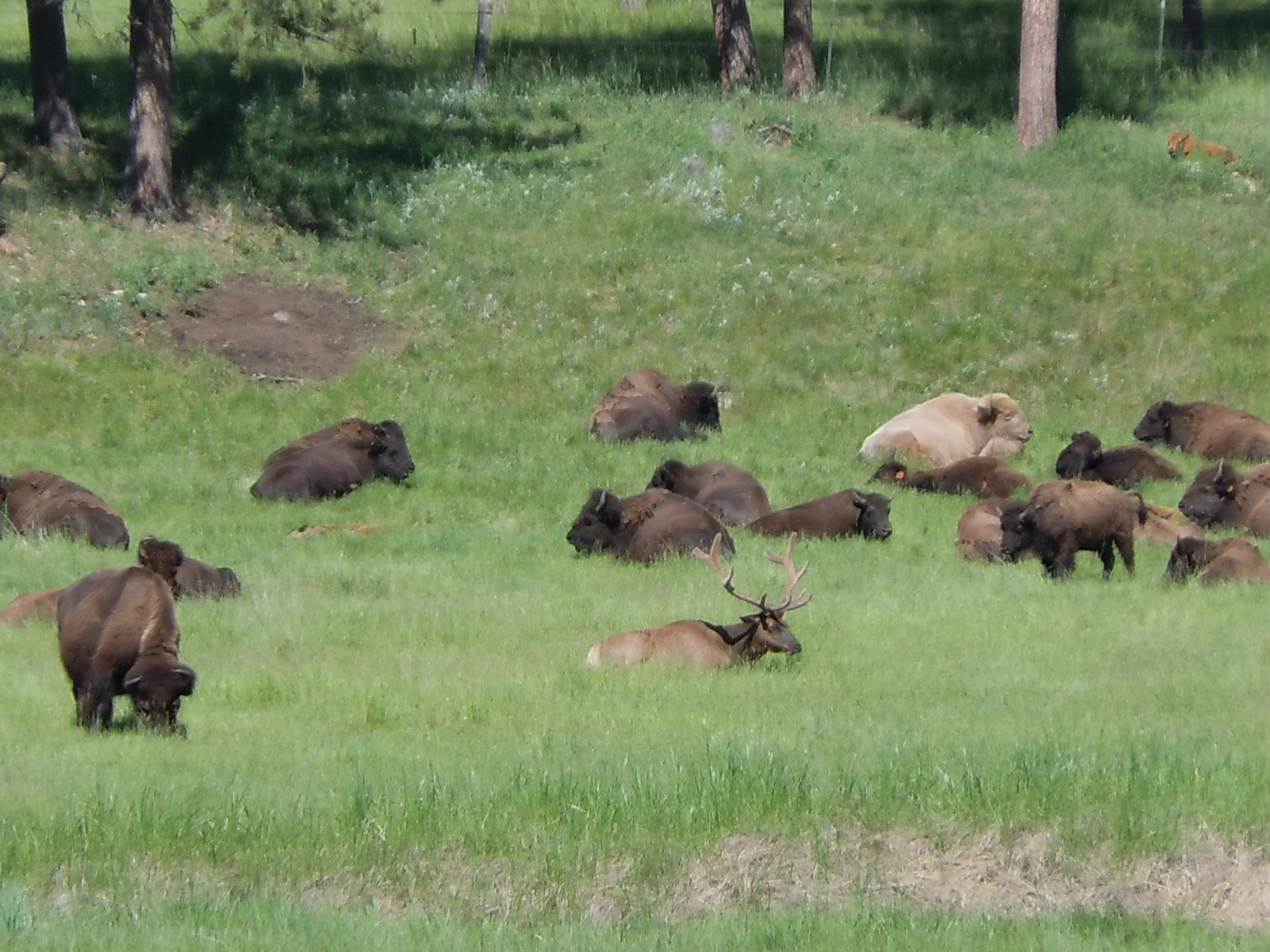 Elk & Buffalo